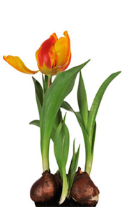 GROW!